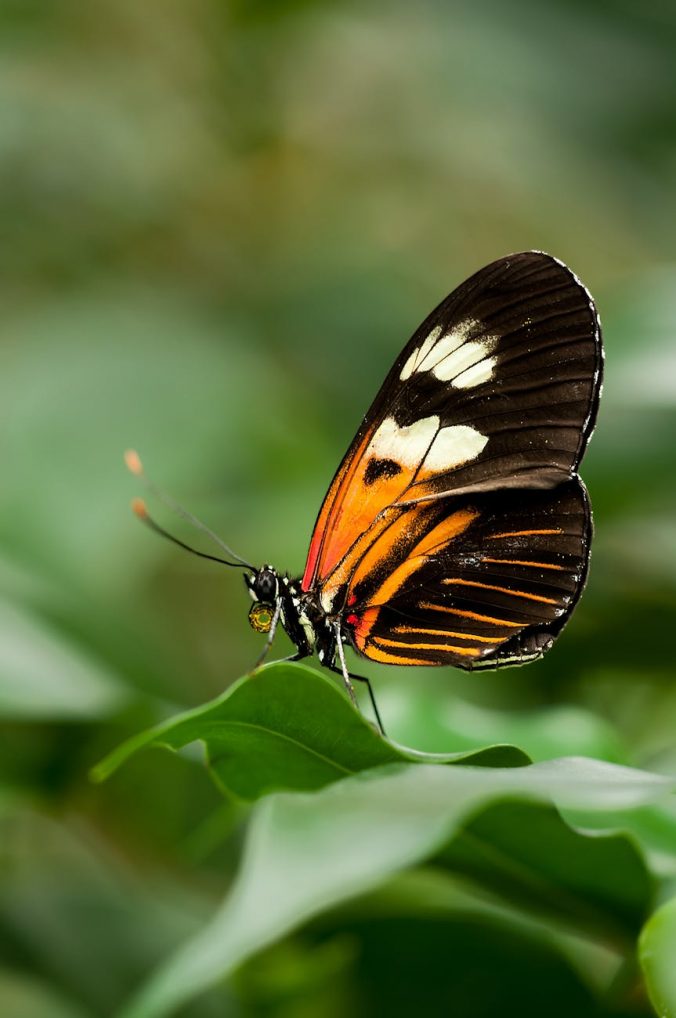 orange white and black butterfly on green leaf